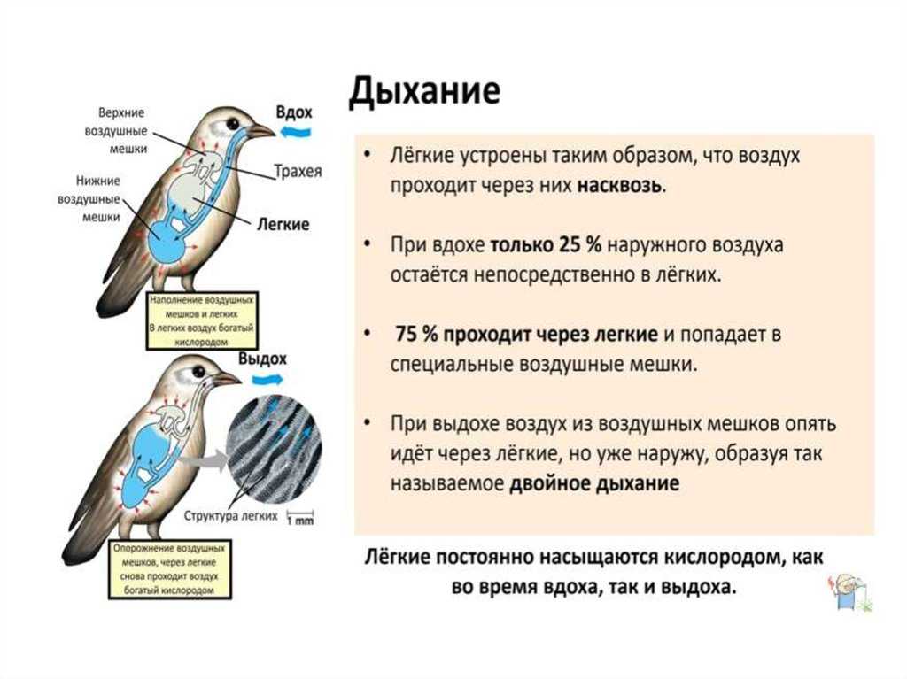 Класс птицы общая характеристика - tarologiay.ru