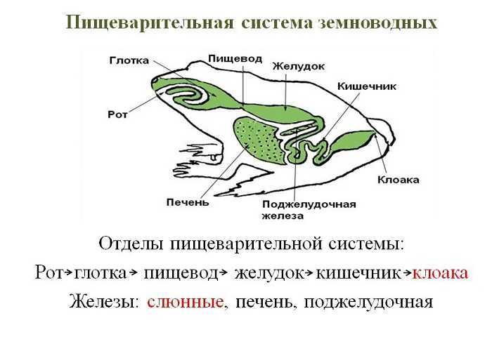Земноводные | virtual laboratory wiki | fandom