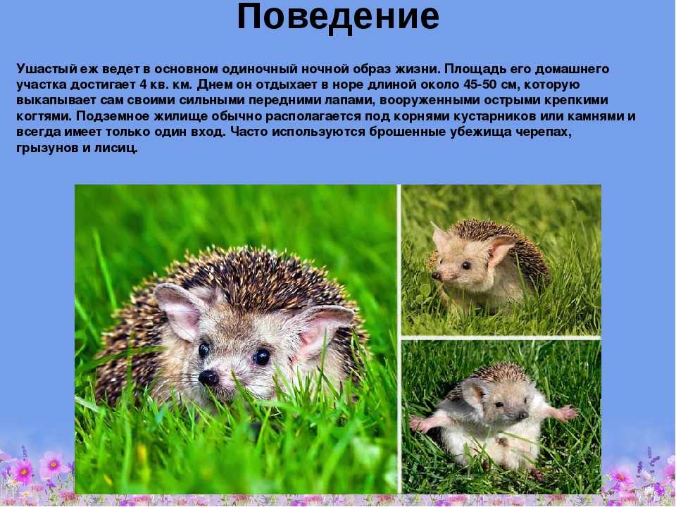 Ушастый еж. образ жизни и среда обитания ушастого ежа