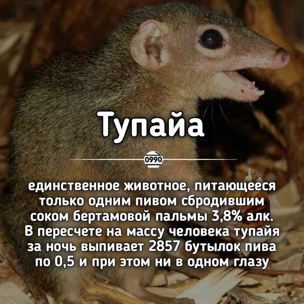 Сахарный поссум: отзывы владельцев, условия содержания, разведение и уход