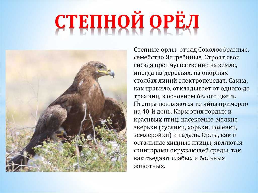 Степной орел краткое описание ℹ️ интересные факты, общая информация, как выглядит, чем питается, место обитания, скорость, за кем охотится, занесен ли в красную книгу, фото