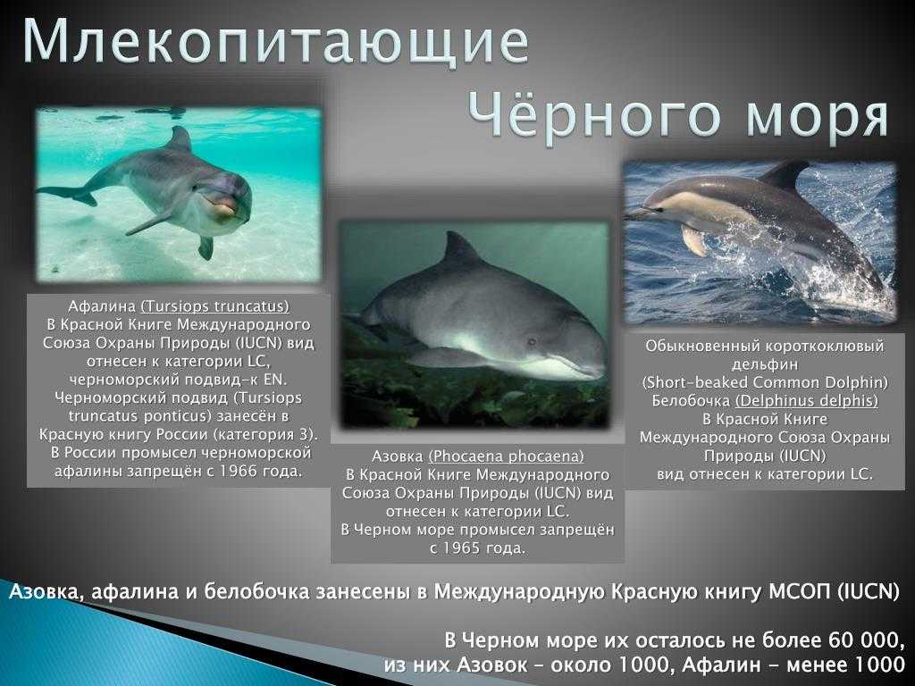 Животные тропического леса. описание, названия и особенности животных тропического леса | живность.ру