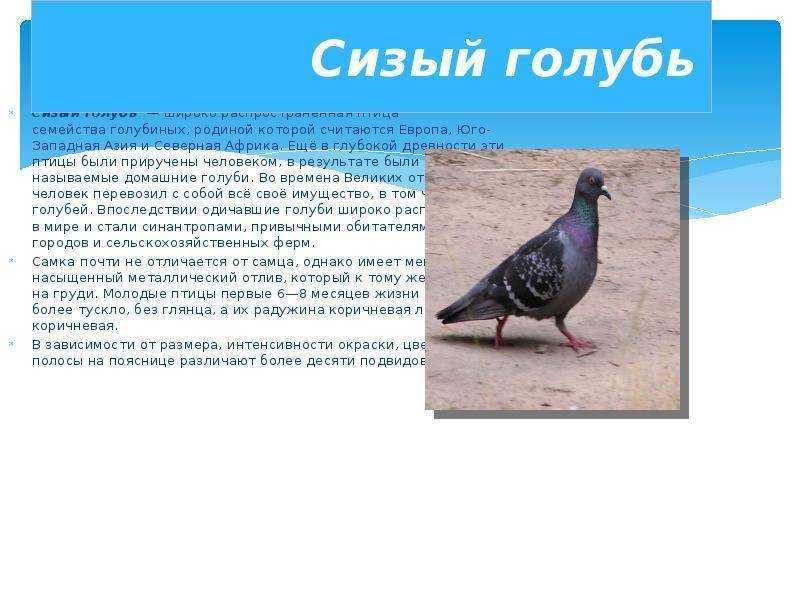 Как живут сизые голуби?