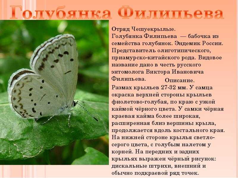 Животные россии - фото, описание, список представителей