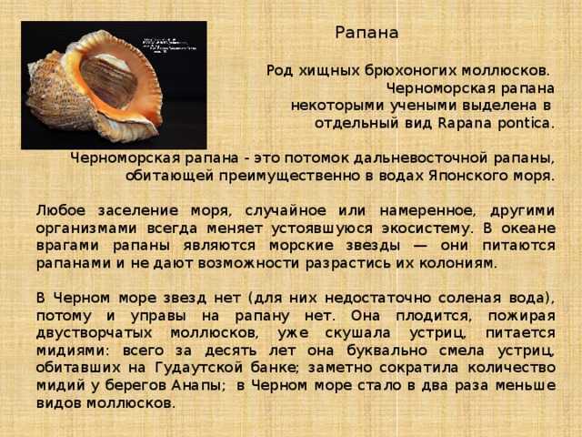 Как очистить и отполировать ракушки: 12 шагов