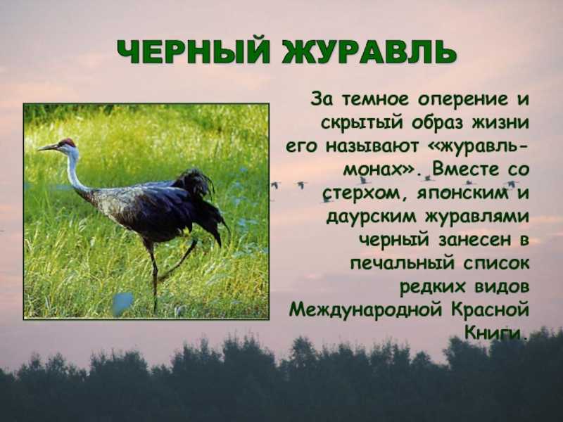 Журавли интересные факты. самая интересная информация о журавлях | интересные факты