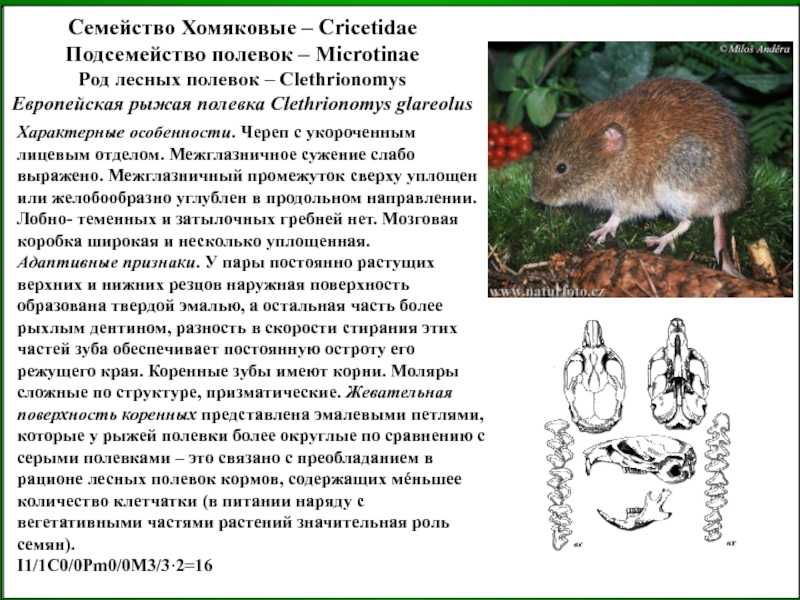 Степная пеструшка: внешний вид, фото, особенности, интересные факты, среда обитания