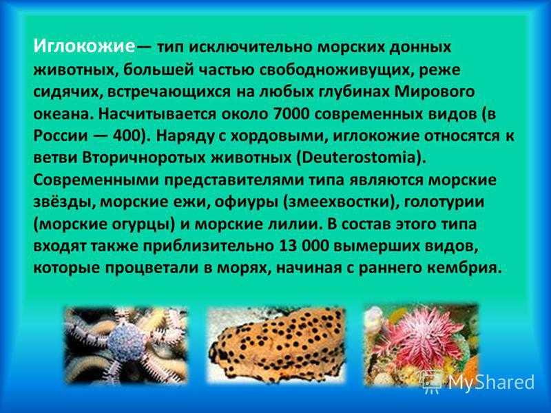 Иглокожие
