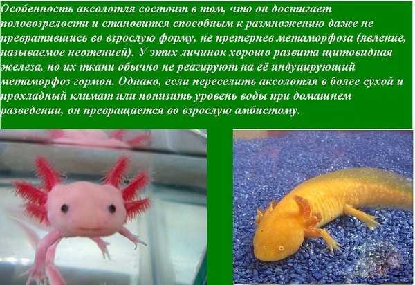 Амбистома – описание, виды, аксолотль, чем питается, фото