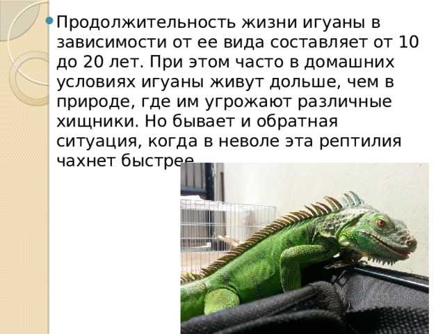 Игуана: все самое интересное о повадках, образе жизни и внешнем виде