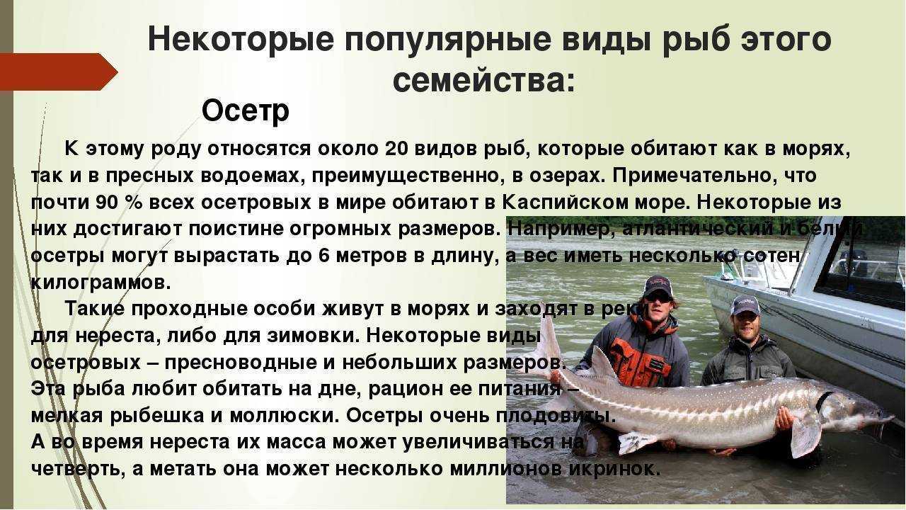 Осетр