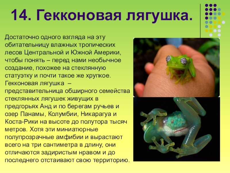 Винный узкорот