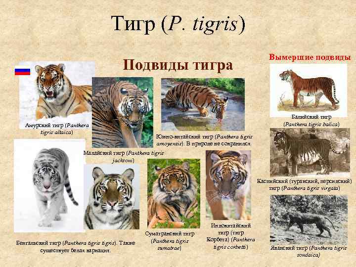Тигры: какими бывают – zoopicture.ru