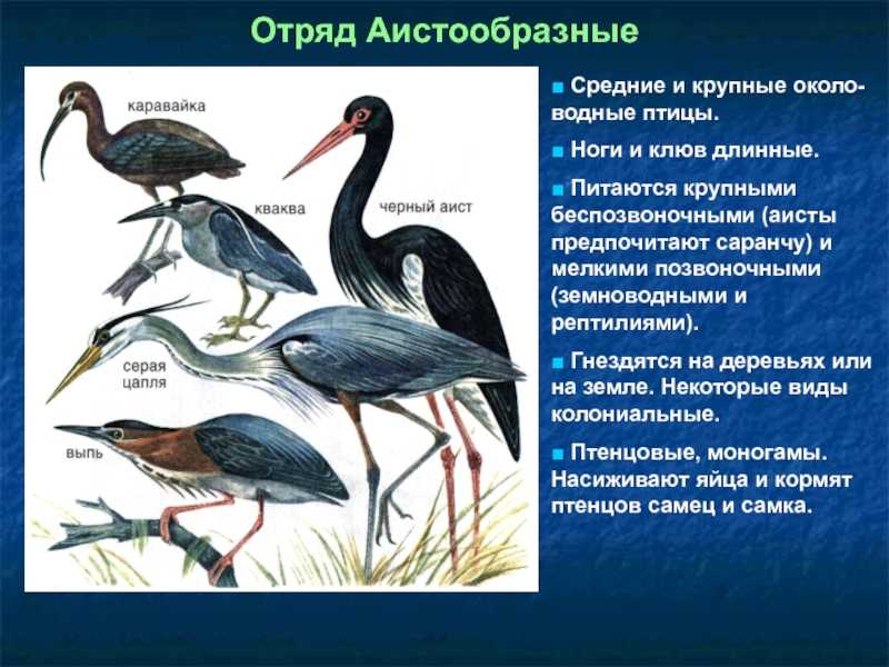 Аист (94 фото) - описание птицы, где обитает, размер, чем питается, интересные факты