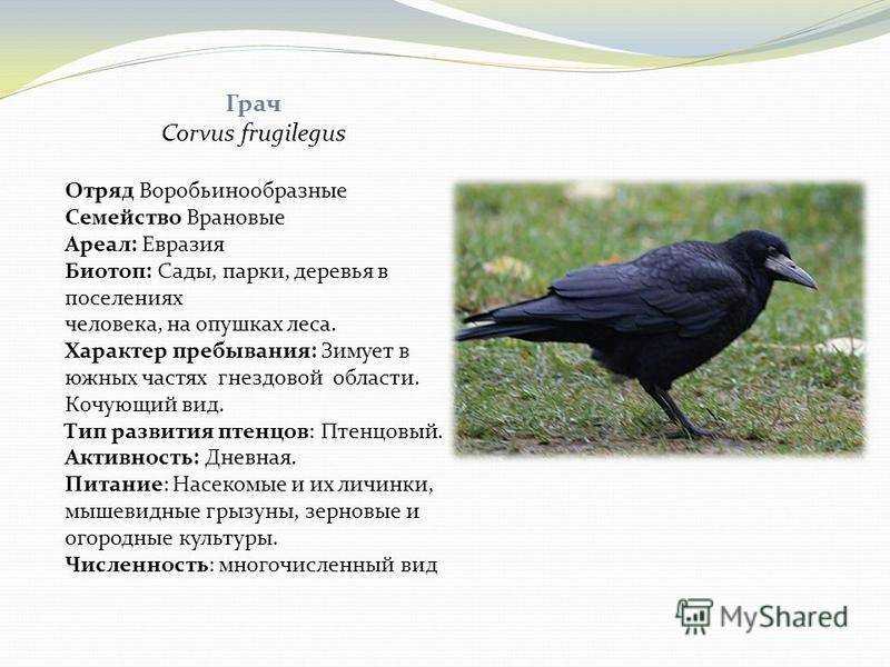 Содержание, кормление и лечение врановых