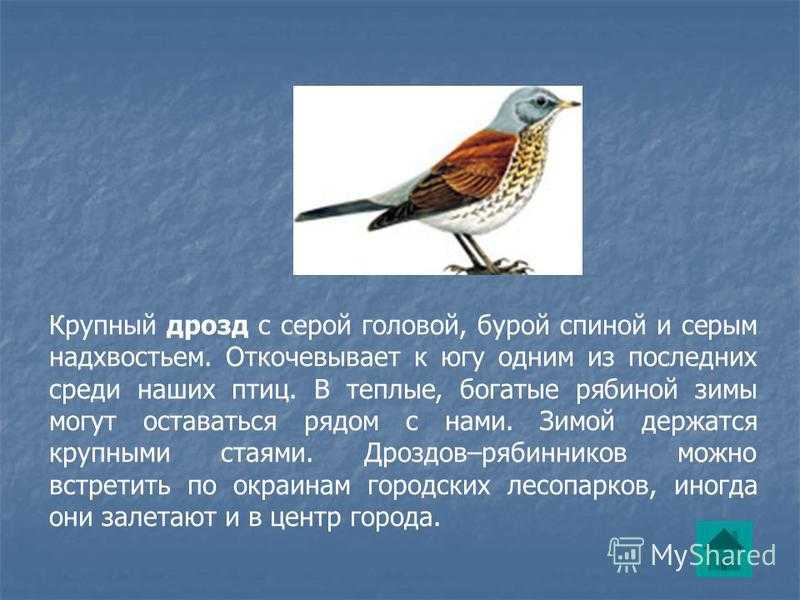 Дрозды