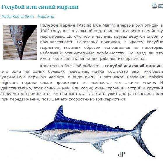 Что за рыба марлин