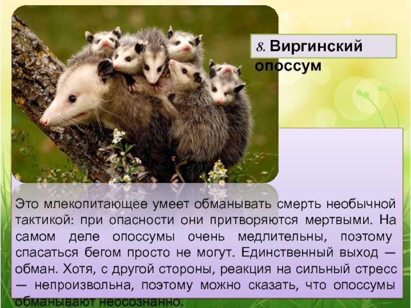 Удивительные факты об австралийских сумчатых животных