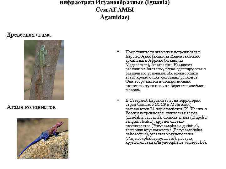 Бородатая агама содержание дома, уход, кормление, фото