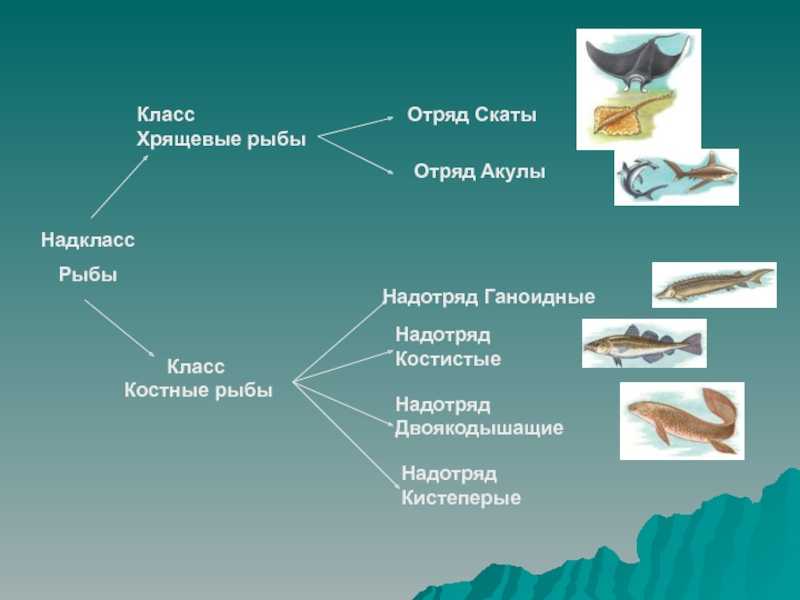 Биология про рыб 7 класс