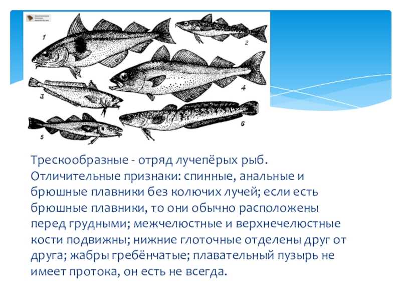 Промысловая рыба 6 букв. Трескообразные рыбы внешнее строение. Подкласс лучепёрые рыбы. Подкласс лучеперые рыбы представители. Подкласс лучеперые отряд Трескообразные.