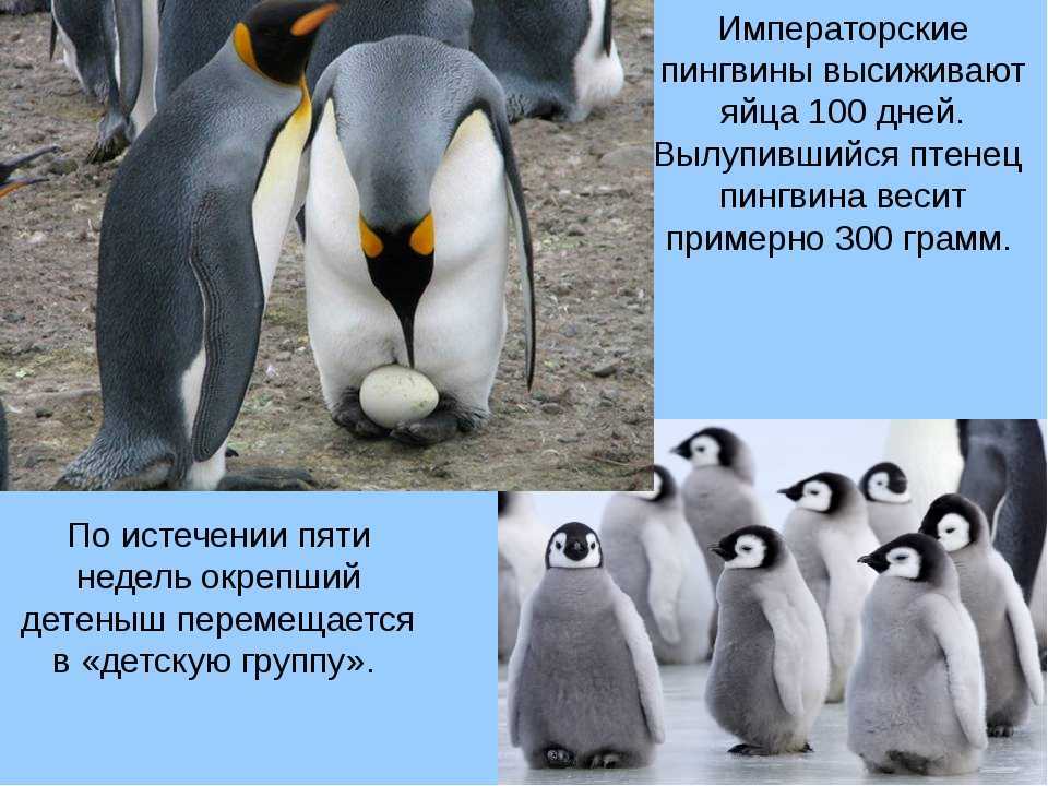 Самый маленький пингвин в мире — малый пингвин