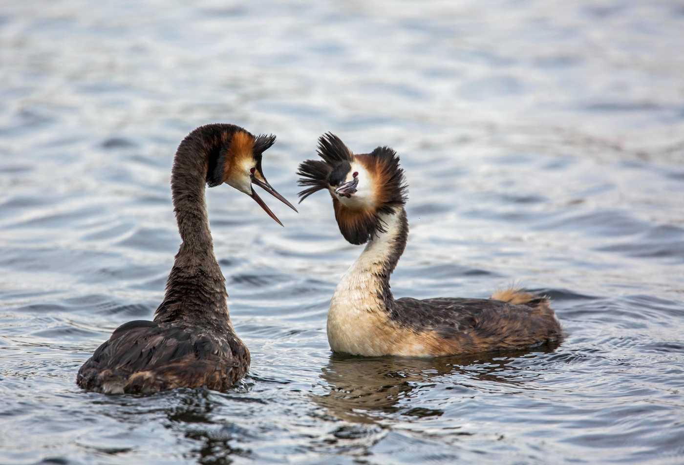 Малая поганка (podiceps ruficollis) — описание, среда обитания