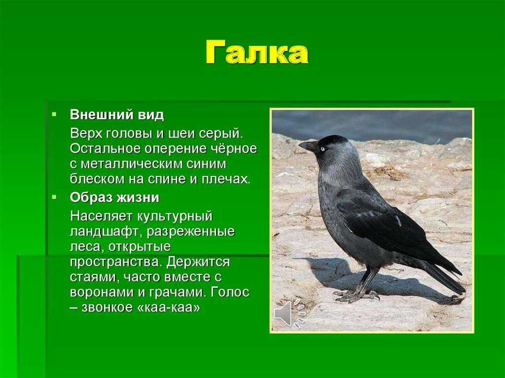Мальчевский а.с., пукинский ю.б. птицы ленинградской области и сопредельных территорий. очерки биологии птиц. отряд воробьиные. семейство дроздовые. черный дрозд - электронная биологическая библиотека