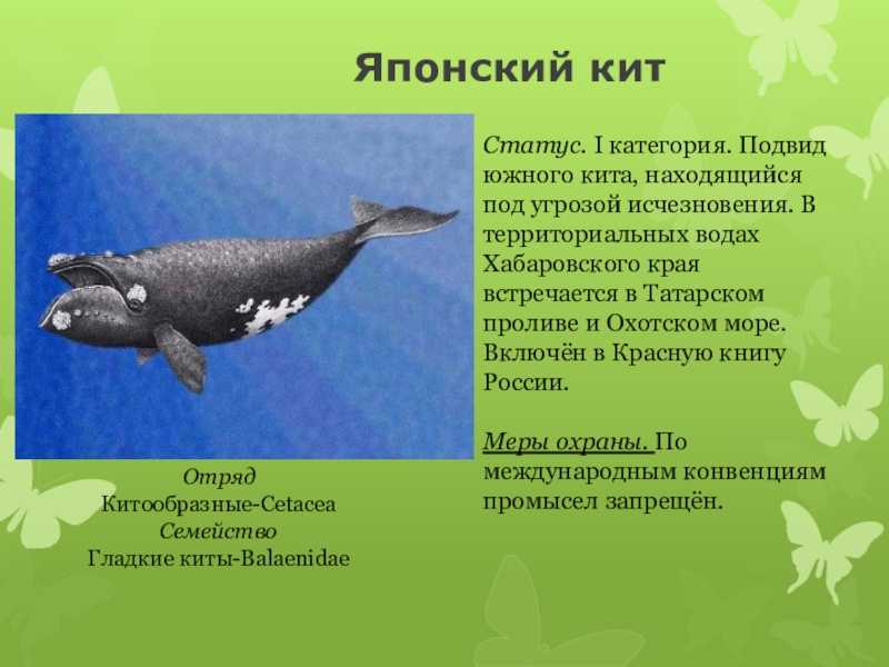 Большой синий кит – гигант планеты земля. описание и фото синего кита