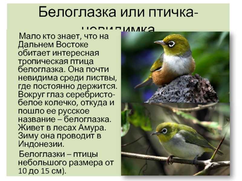 Свиристель (60 фото) - описание птицы, где обитает и чем питается
