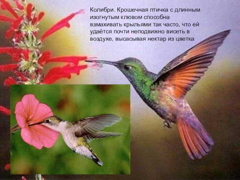 Птицы с длинным клювом: фото с названиями и описаниями
