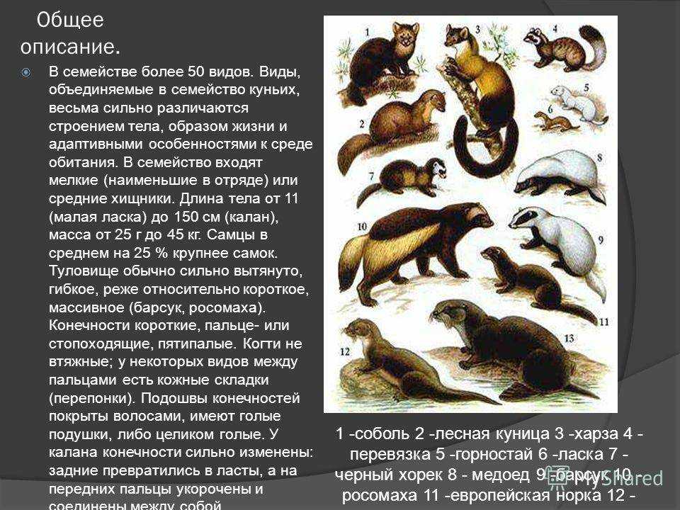 10 самых больших животных. описание и фото самых больших животных