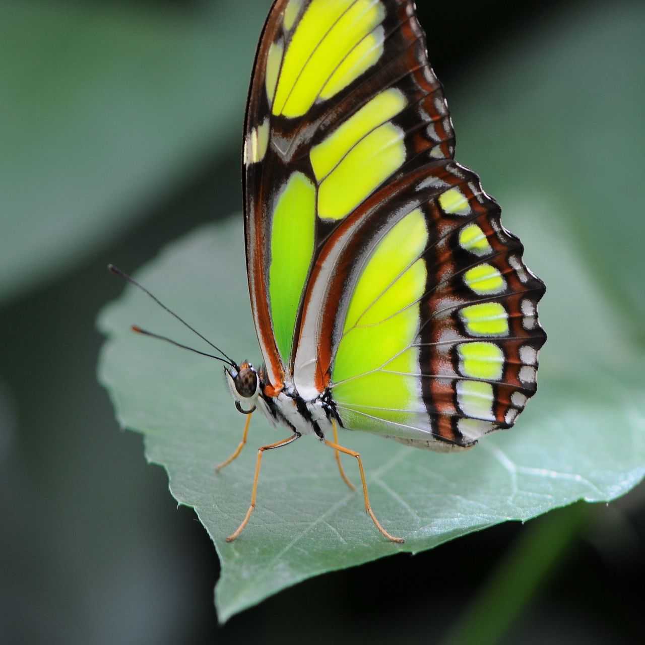 Siproeta stelenes