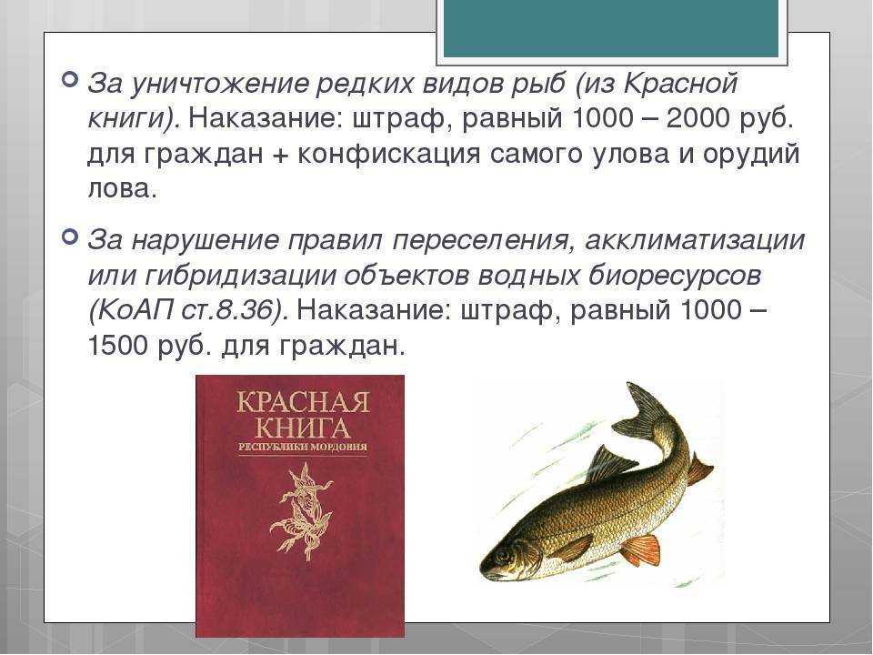 Шип acipenser nudiventris