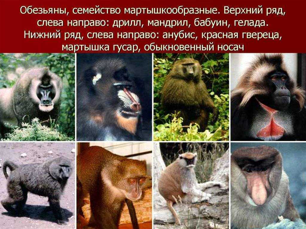 Полуобезьяны - приматы | некоммерческий учебно-познавательный интернет-портал зоогалактика