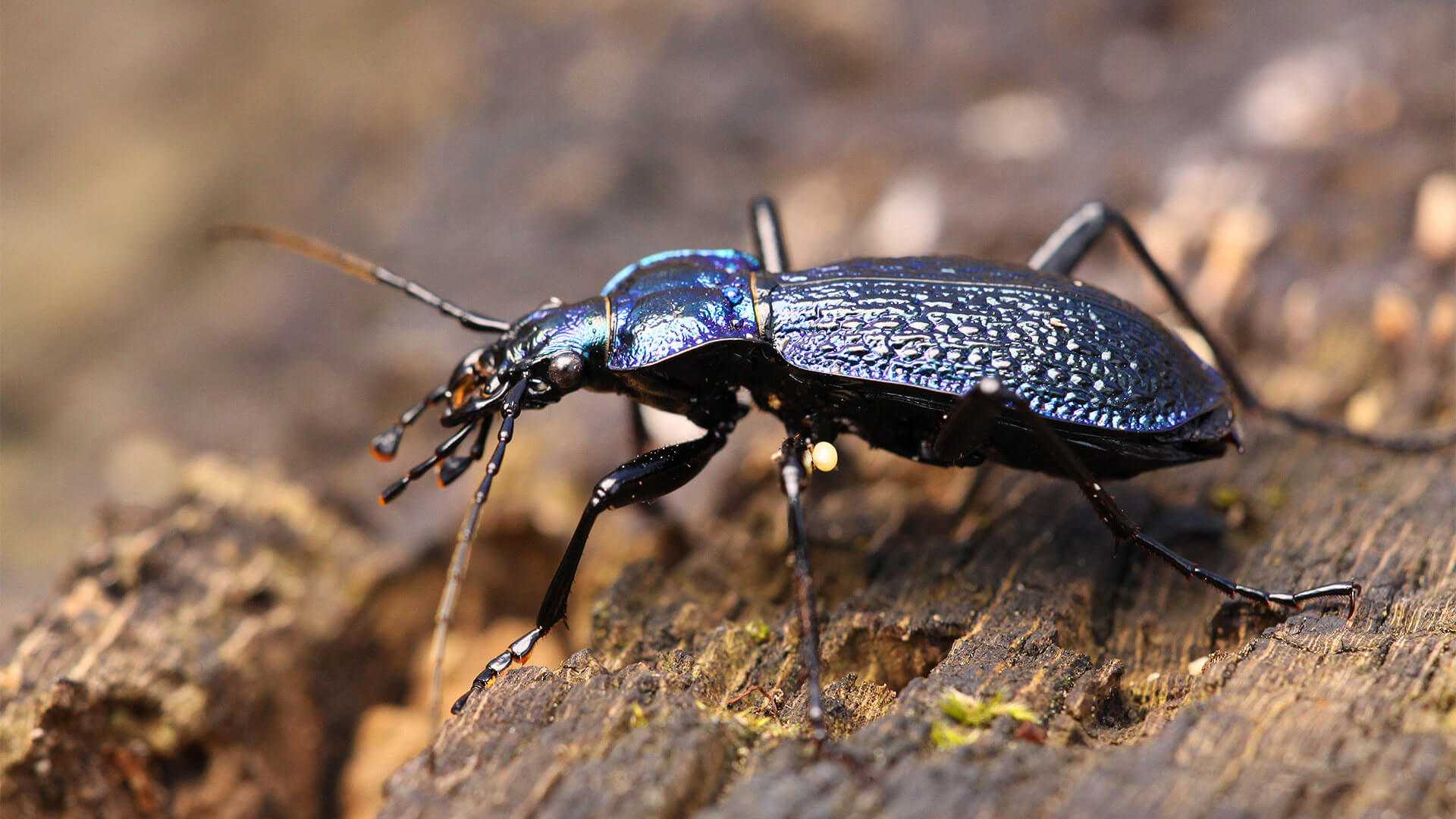 Carabus jankowskii — жужелица янковского