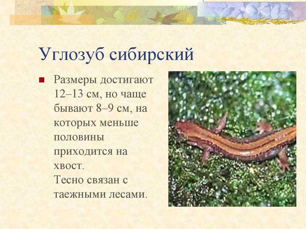 Сибирский углозуб: описание, фото, содержание и уход