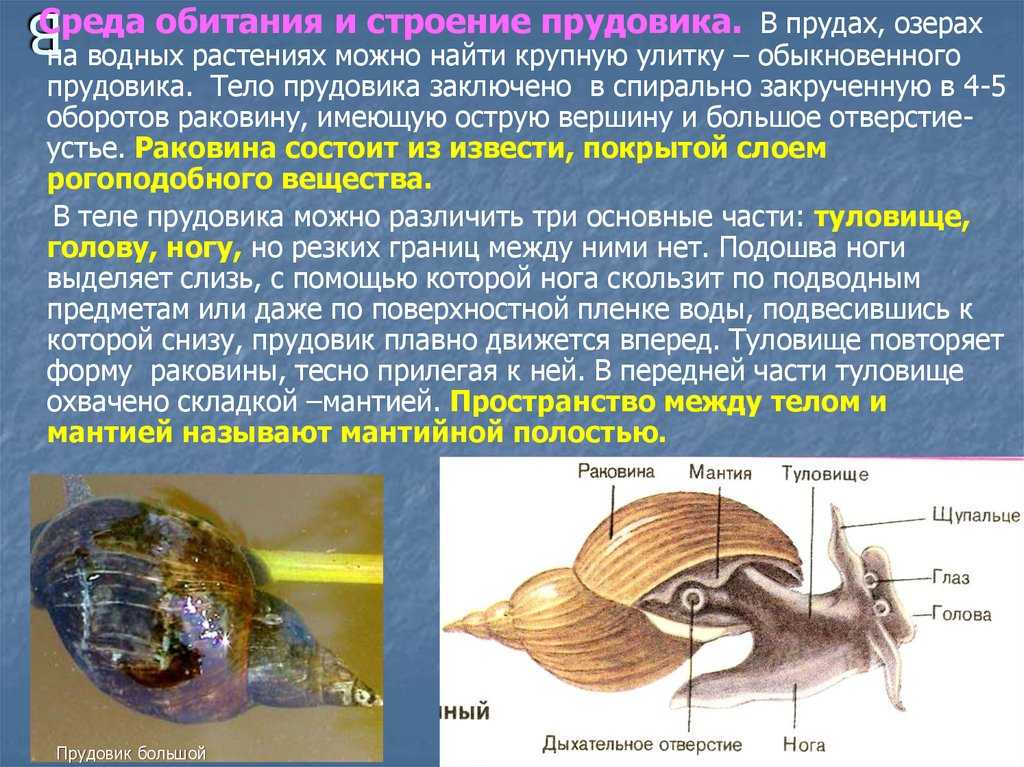 Беззубка обыкновенная — описание, характеристика и жизненный цикл моллюска
