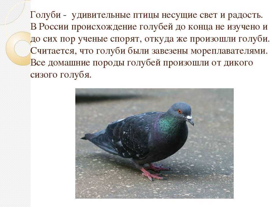 Как живёт сизый голубь?