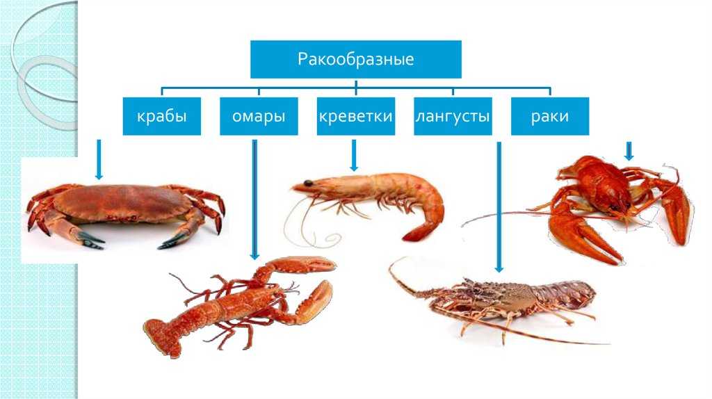 Курол — энциклопедия руниверсалис