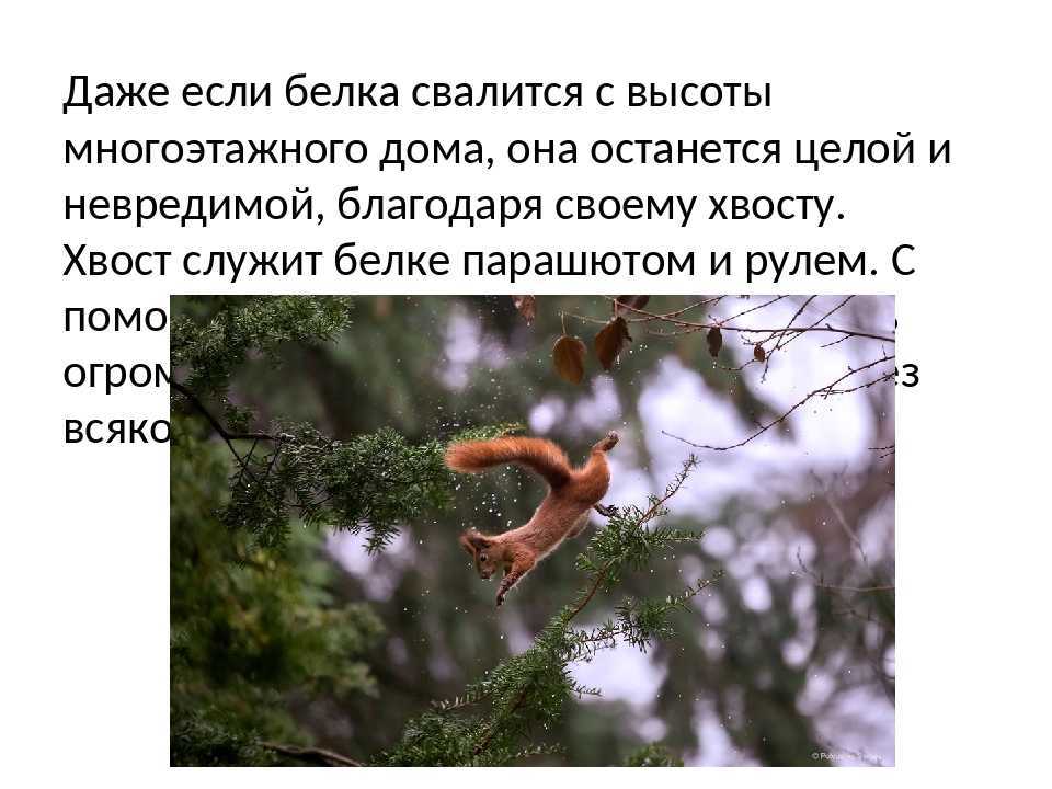 Белка - где обитает и чем питается животное, интересные факты, фото