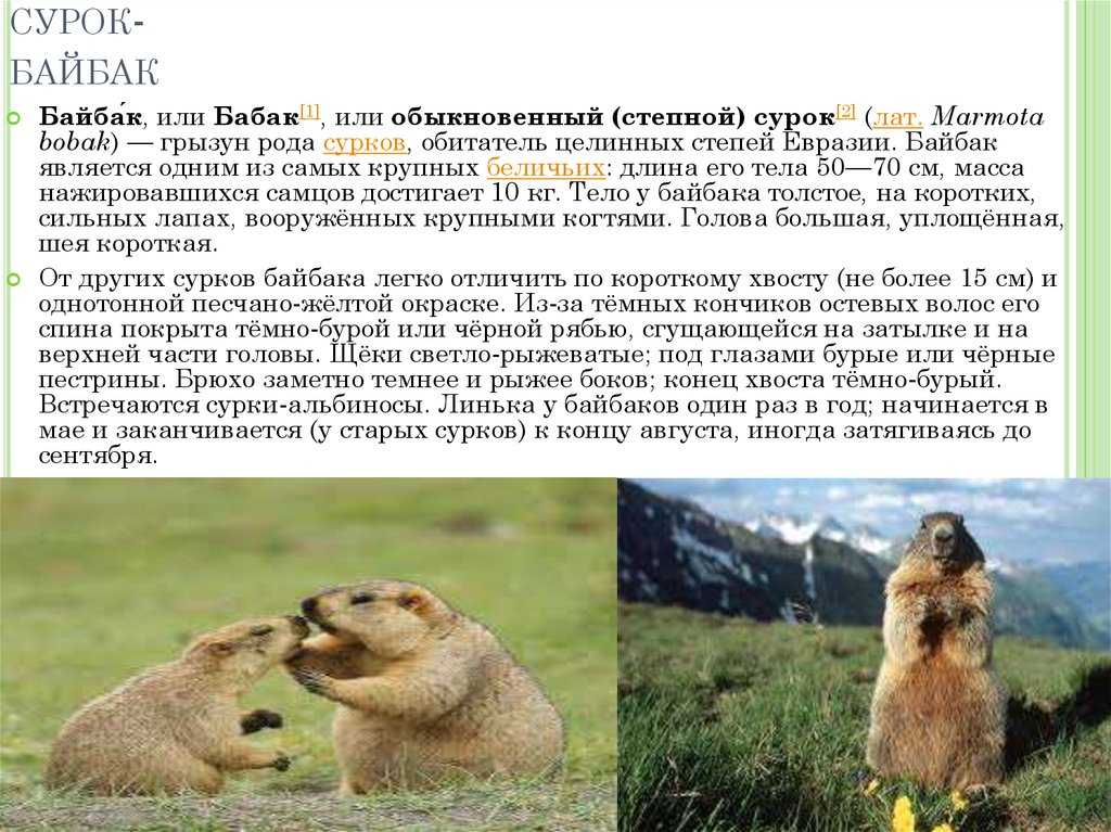 Кто такой байбак: внешний вид и среда обитания степного сурка, интересные факты о грызуне