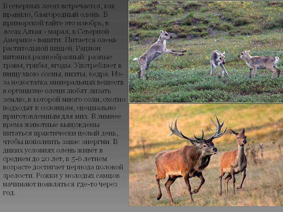 Индийский замбар – олень с разветвленными рогами - животные