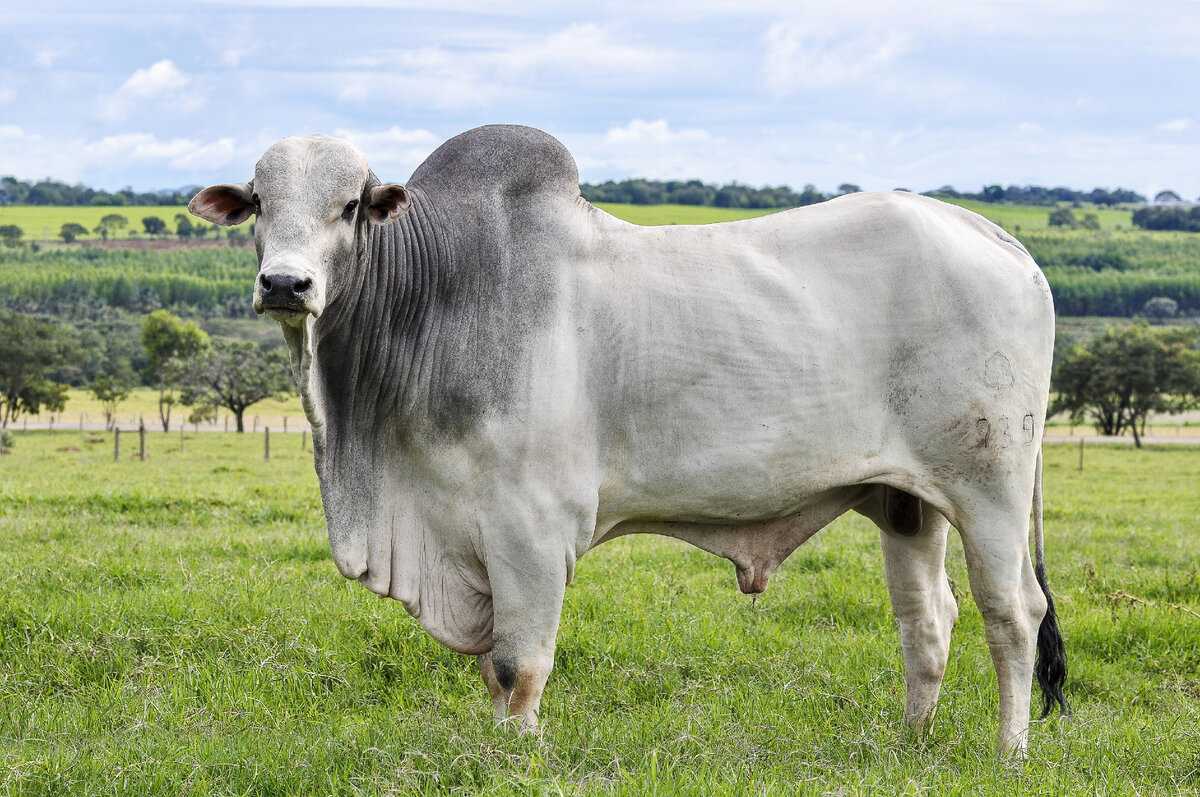 Дагомейский карликовый скот Bos taurus taurus - это карликовая порода рогатого скота Длина тела этих животных всего 80-90 см, а вес от 130 до 180 кг, у них тонкие и плоские рога длиной 14-24 см и  тонкие и короткие ноги