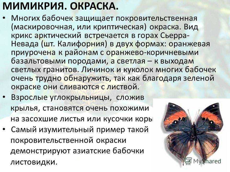 Чешуекрылые