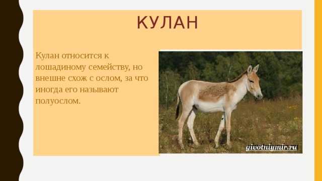 Кулан | красная книга вики | fandom
