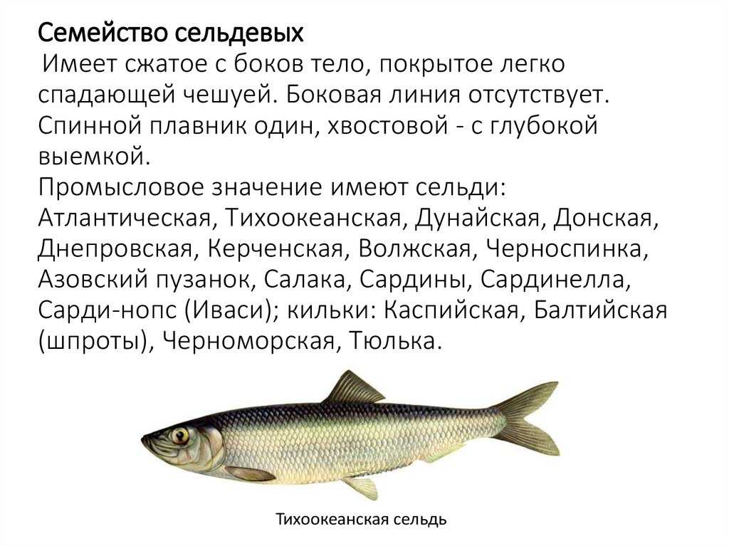 Сельдь залом — что за рыба