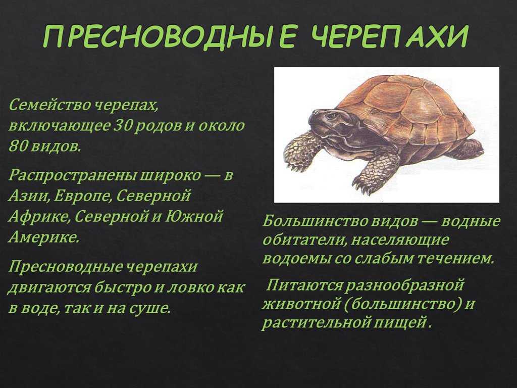 Черепаха – описание, виды, пища, где обитает, фото