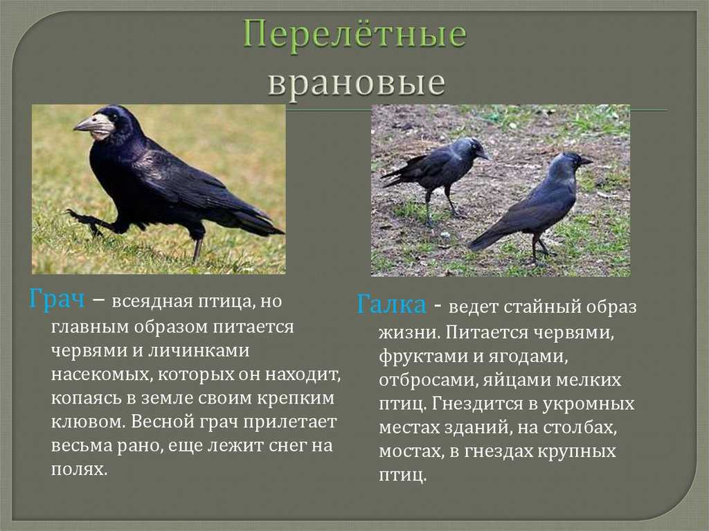 Врановые — циклопедия