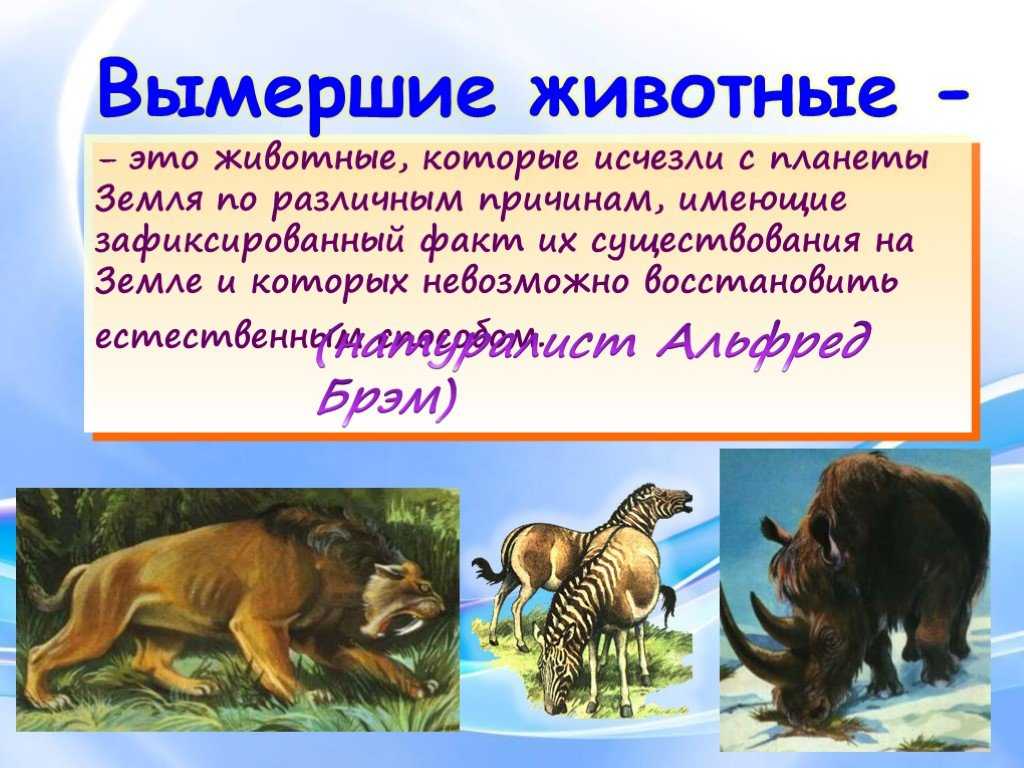 Антилопа: как выглядит животное, интересные факты и много фото
